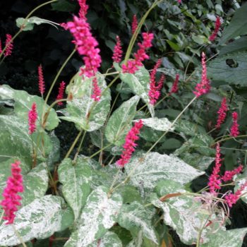 Persicaria Spotted Eastfield
