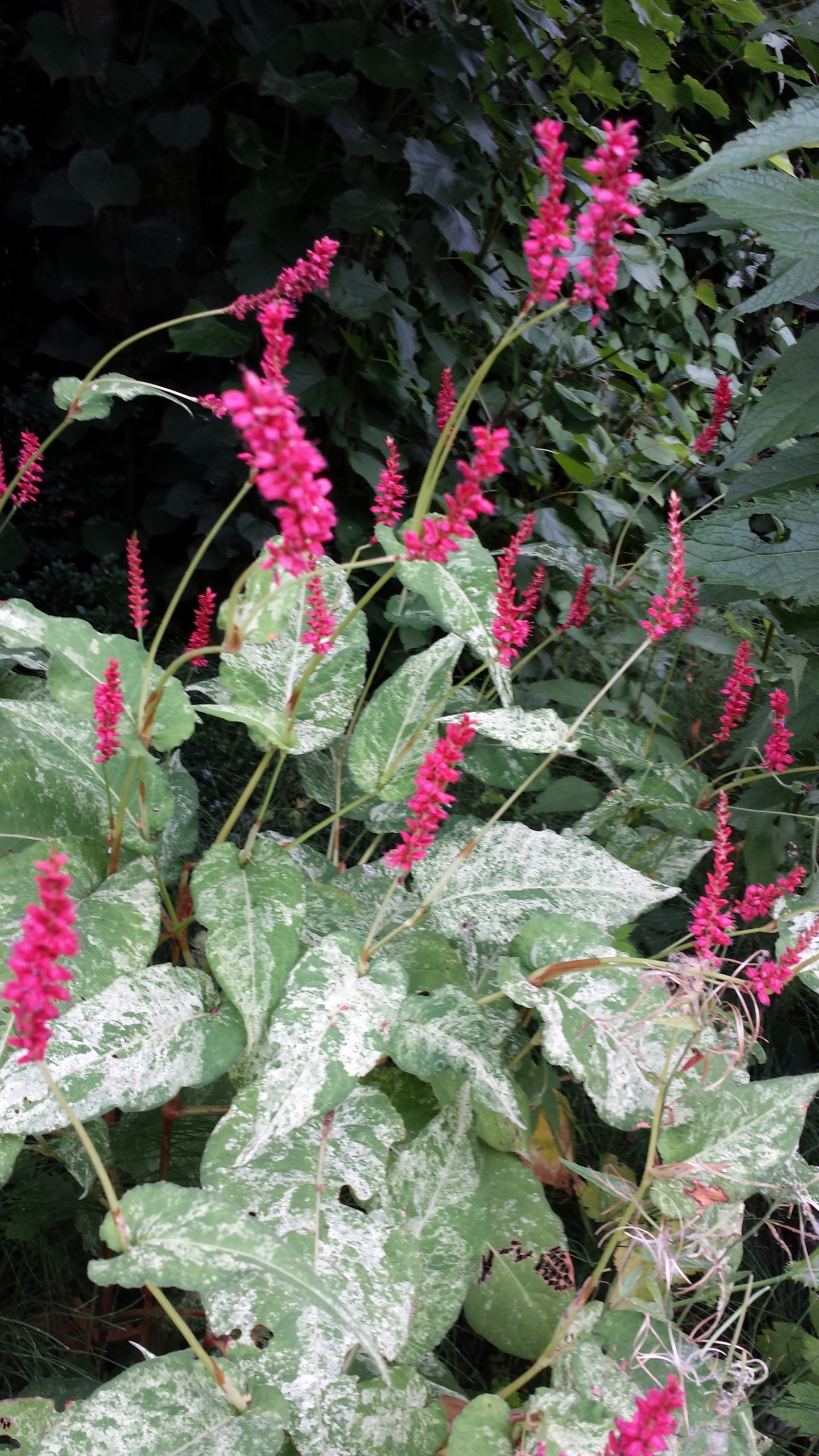 Persicaria Spotted Eastfield
