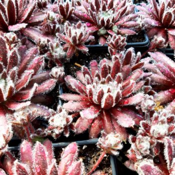 Sempervivum Chick Charms Cosmic Candy