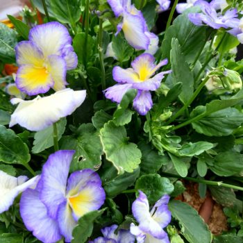 Viola cornuta Etain